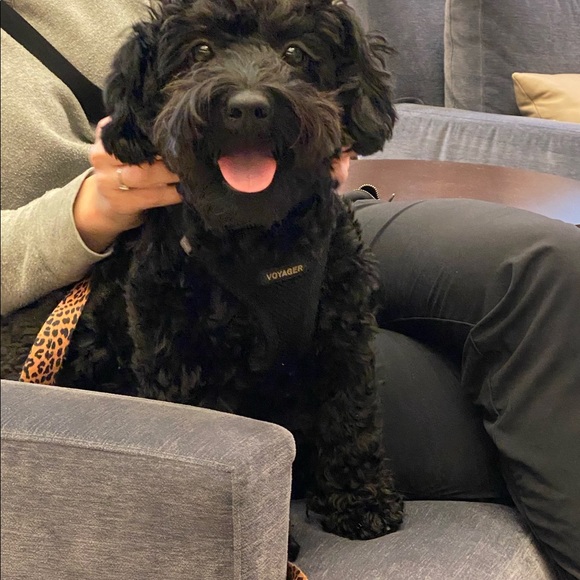 Meet your Posher, Maizy+Riley - Picture 2 of 12